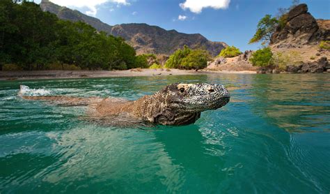 The Iconic Komodo Dragon May Be In Danger Heres Why Australian