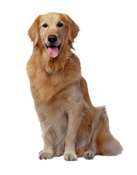 Golden Retriever Puppies - Dog | Popular dog breeds, Most popular dog breeds, Dog breeds