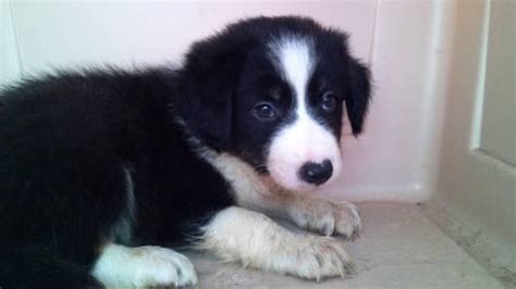 The main purpose of breeding them was for herding sheep. Border Collie puppies for Sale in Gobles, Michigan ...