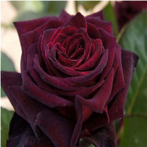 Rose Black Baccara Hybrid Tea Rose
