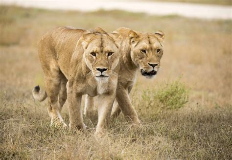 Four Ways Lions 360 Is Helping African Lions In The Wild Monarto Zoo