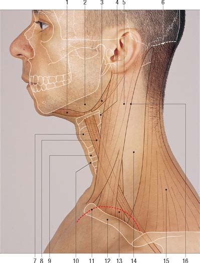 Head And Neck Overview And Surface Anatomy Clinical Gate