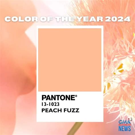 Gmanews • Peach Fuzz Is Pantones Color Of The Year For 2024 Pantone