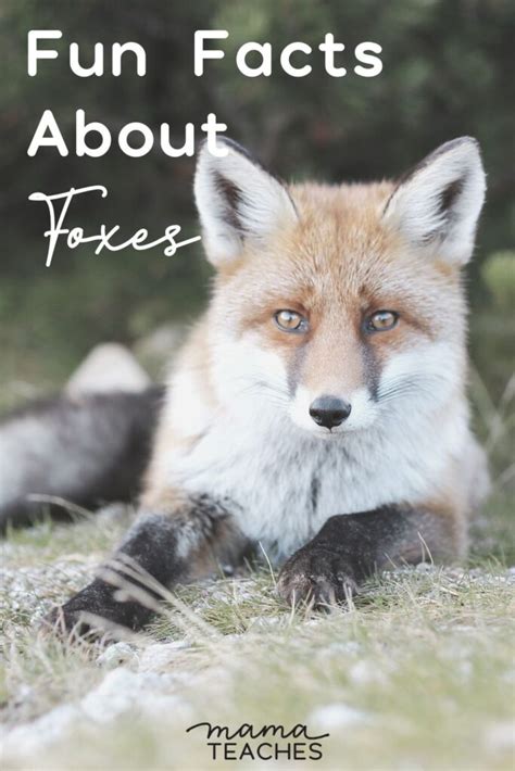 Fun Facts About Foxes Mama Teaches