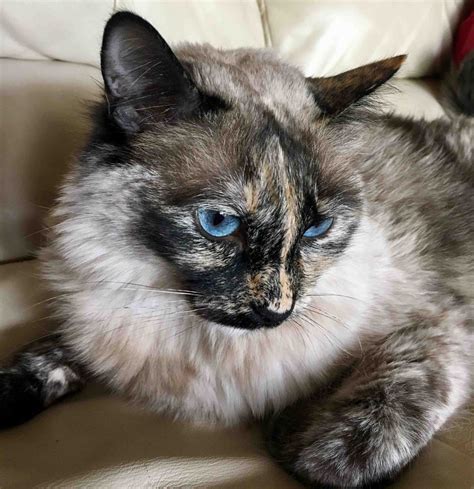 What Is The Tortoiseshell Siamese Cat Everything You Need To Know