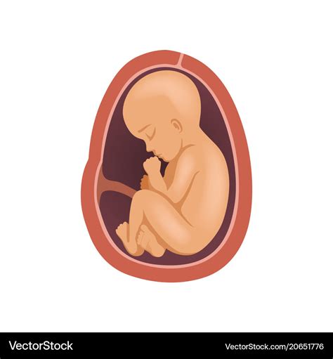 Human Fetus Inside The Womb 9 Month Stage Of Vector Image