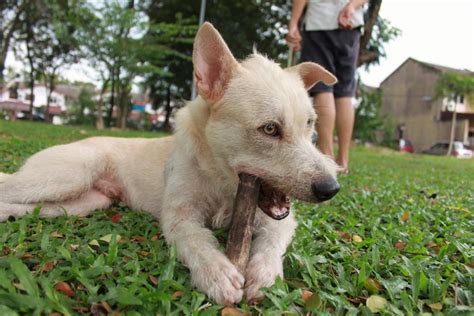 terrier mix dog   years  months terrier mixed breed  shah alam selangor