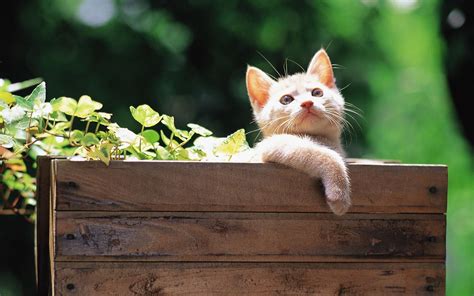 Pretty Kittens In Yard Kittens Wallpaper 13938023 Fanpop