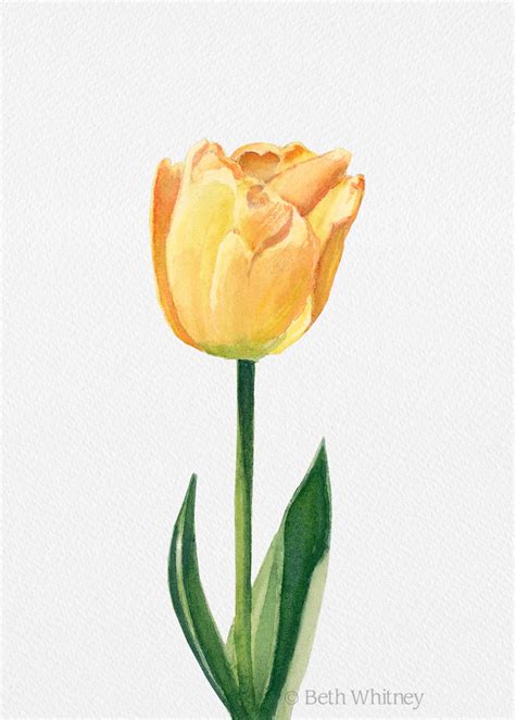 Yellow Tulip Painting Small Flower Painting Botanical Illustration