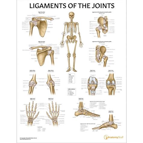 Ligaments Of The Joints Human Skeletal System Skeletal System