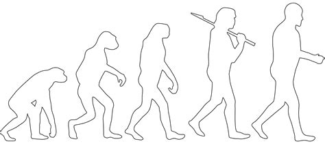 Silueta Evolución Humana Contorno Y Silueta Vector