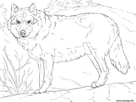 Coloriage Loup Gris Realiste Par Supercoloring Dessin Loup à Imprimer