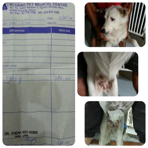 Spaying Subsidy For 2 Female Dogs In Kluang Tan Mei Lians Animalcare