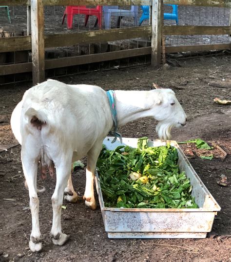 Meet My Goat Monday Winterpast Farm