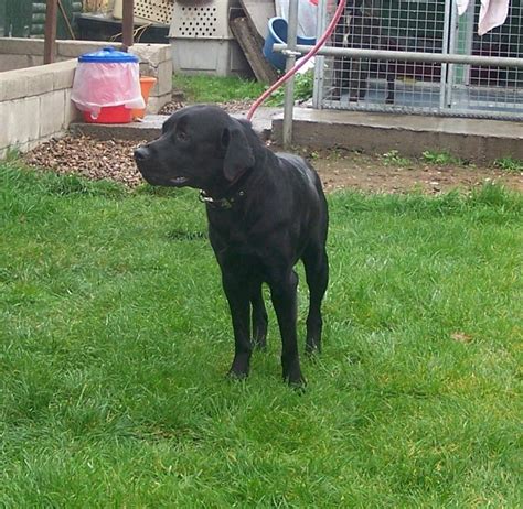 Buddy 1 Year Old Male Labrador Retriever Available For Adoption
