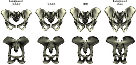 Sex Differences In Pelvis Shape For Humans Top Row And Chimpanzees Download Scientific