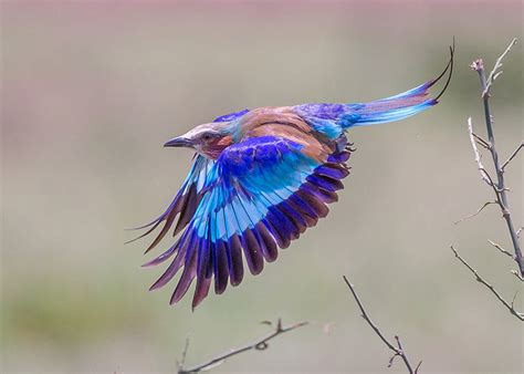 Photo Of The Day Lilac Breasted Roller Audubon