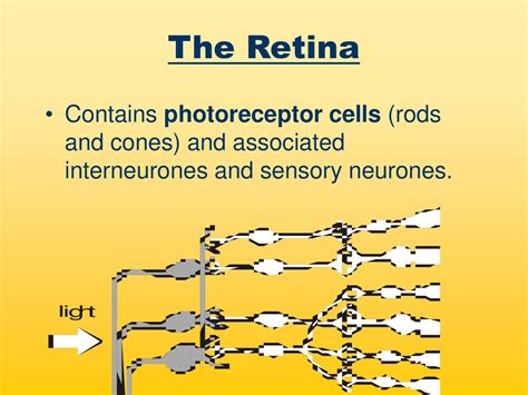 The Eye And The Nervous System Ppt Download