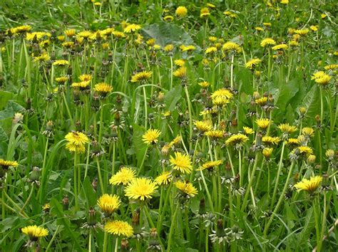 Taraxacum Officinale Aggr Anon Plants Of The World Online Kew Science