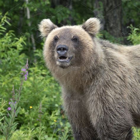 Portrait Hungry Kamchatka Brown Bear Brown Bear Bear Portrait