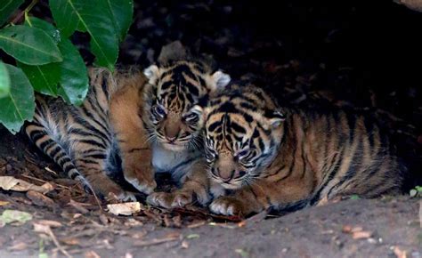 Rare Sumatran Tiger Triplets Are Born In British Zoo Metro News