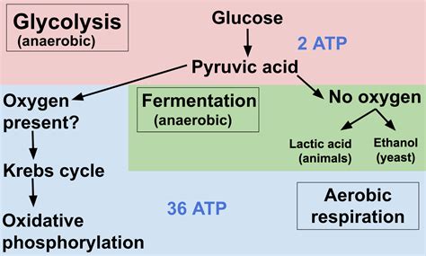Why is glycolysis required as a preparation step for generating a lot of atp in other metabolic reactions? ️ How many atp are produced in respiration. How Many ATP ...