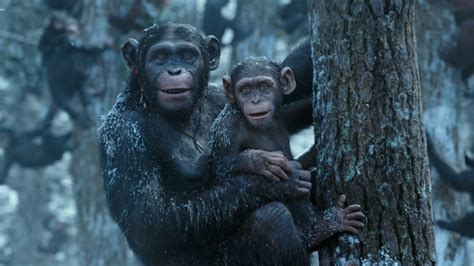 (audio) find and rate the best quotes by cornelius from planet of the apes, selected from famous or less known movies and other sources, as rated by our community, featuring short sound clips in mp3 and wav format. Every Major Ape in the Modern Planet of the Apes Trilogy - IGN