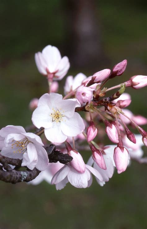 Akebono Flowering Cherry Daybreak Cherry Glover Nursery