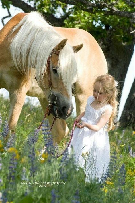 Pin By الهادى عبد On My Friend Horses Haflinger Horse
