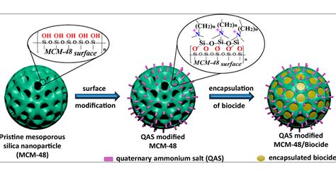 Modified Mesoporous Silica Nanoparticles With A Dual Synergetic