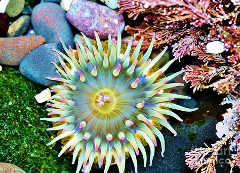 Pacific Northwest Sealife Photograph By Julie Senf