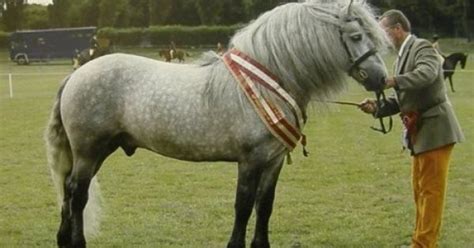 highland pony information history images pictures
