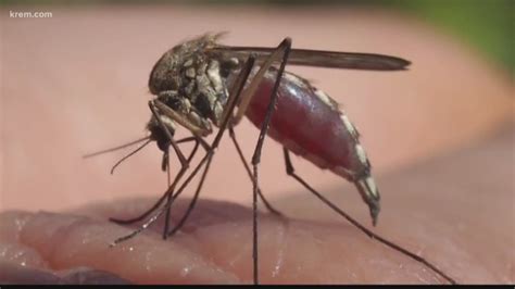 Heres How You Can Avoid Biting Black Flies This Summer
