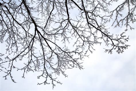 Snowy Tree Branch Free Stock Photo Public Domain Pictures