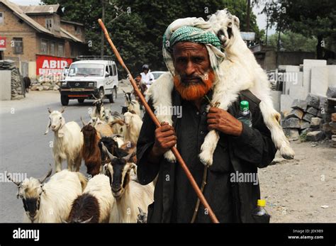 Man With Goat Walking On Road Srinagar Jammu Kashmir India Asia