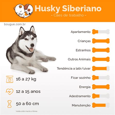 o cão husky siberiano é ideal para você veja e descubra bougue