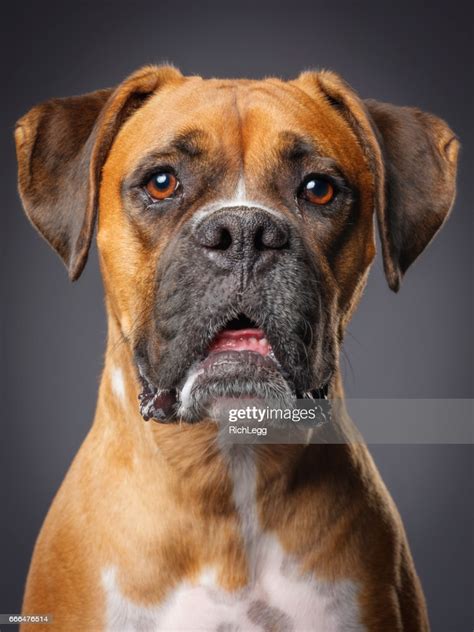 Boxer Dog High Res Stock Photo Getty Images