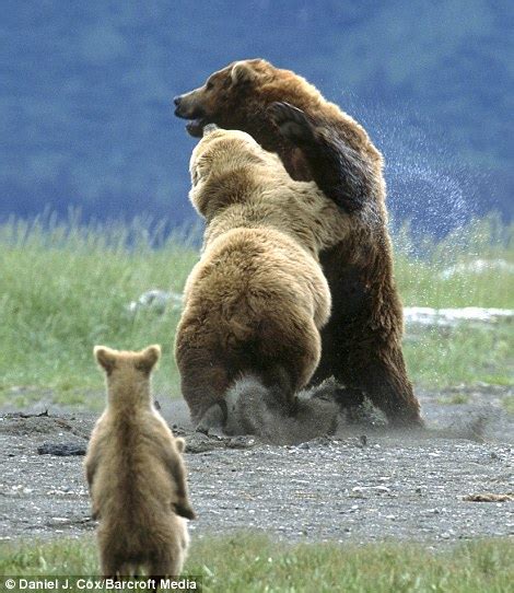 Brown Bear Cubs Copying Wrestling Adults Daily Mail Online