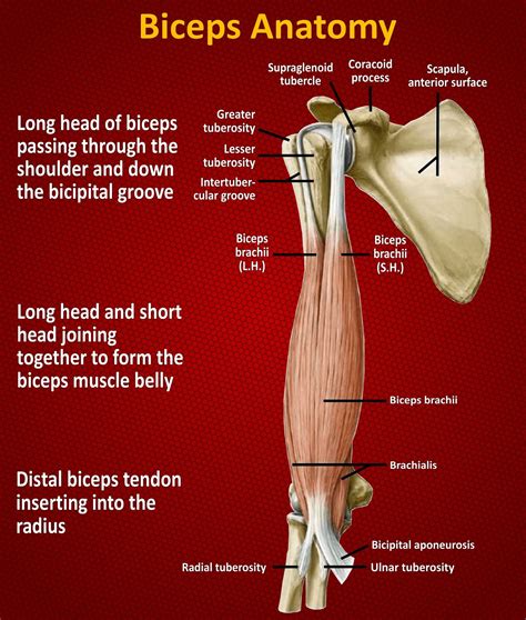Bicep Tendon Elbow Anatomy