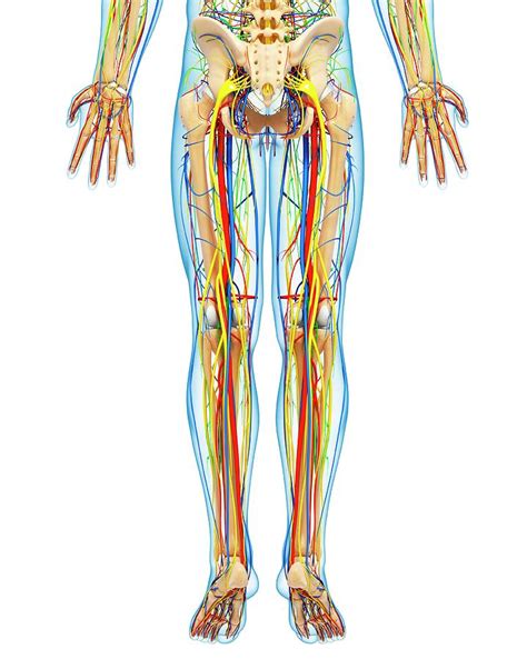The anatomical regions (shown) compartmentalize the human body. Lower Body Anatomy Photograph by Pixologicstudio/science ...