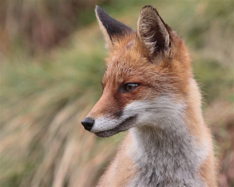 Red Fox Free Stock Photo - Public Domain Pictures