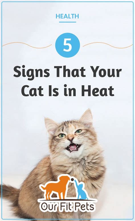 Cat In Heat Signs