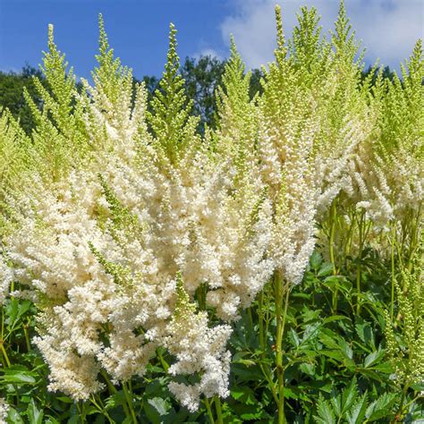 White Gloria Astilbe Buy Astilbe Plants Online Brecks