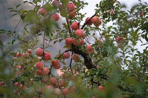 Organic Apple Farming Cultivation Practices Agri Farming