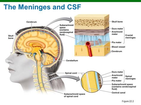 Meninges The Missing Key To Unlocking Your Health