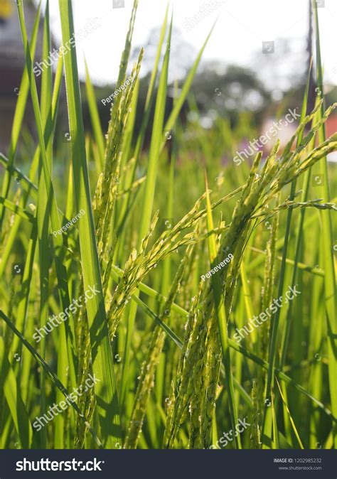 Green Rice Tree Field Texture Background Stock Photo 1202985232