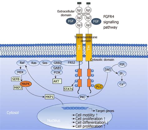 Fibroblast Growth Factor Receptor 4 Single Nucleotide Polymorphism