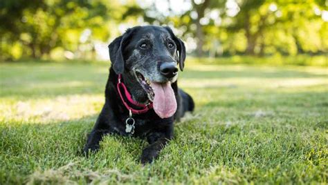 Should You Adopt A Senior Dog Dogtime