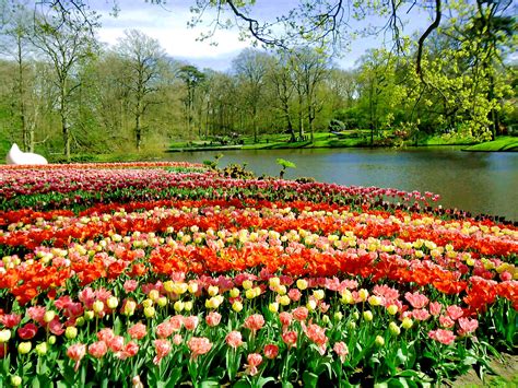 Cánh đồng hoa tulip mang vẻ đẹp ôn hòa. File:Tulip Hà Lan 8.jpg - Wikimedia Commons