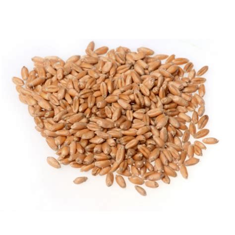 Org Kialla Wheat Grain 20kg Large Bag Organic And Quality Foods